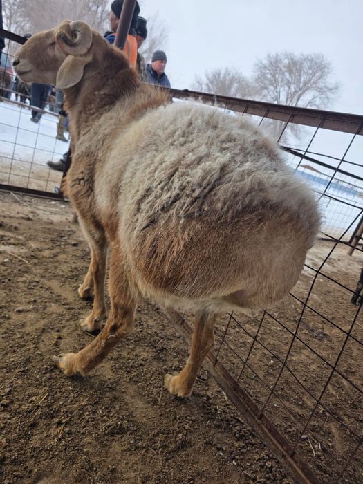 Қошқар сатылады Арашан