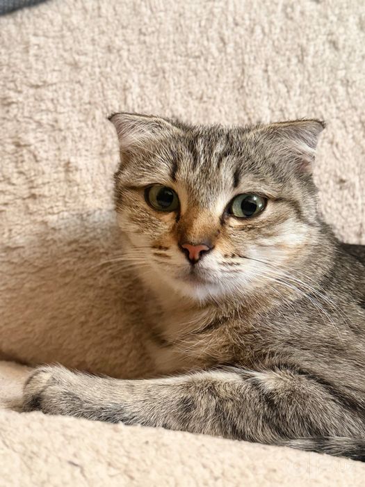 Котик в добрые ручки