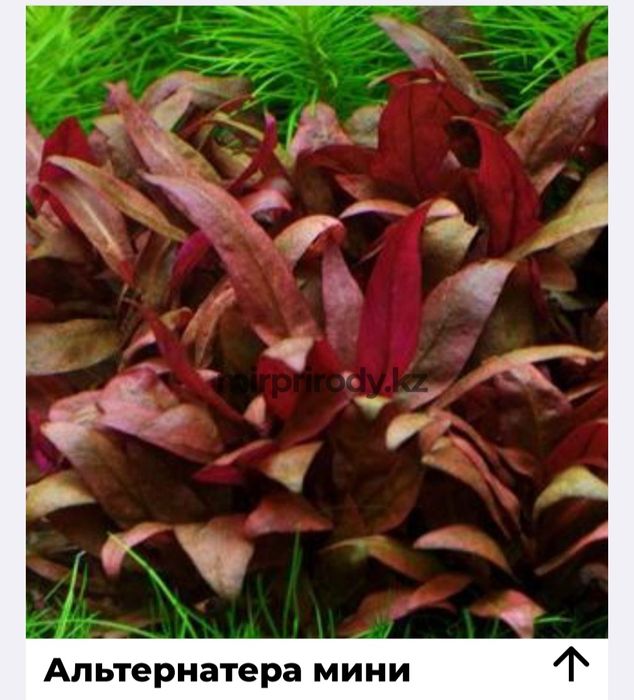 Растения для акварюма