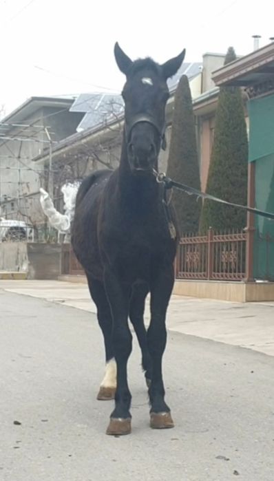 Po'lsha slaska ot sotiladi