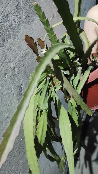 Эпифиллум красный