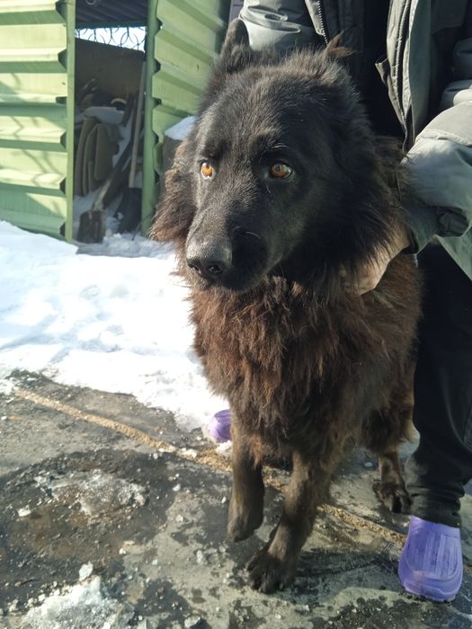 Вязка немецкой овчарки