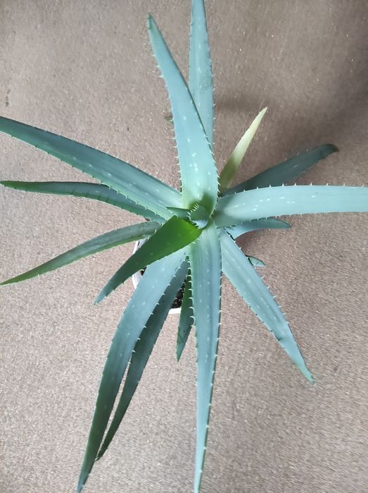 Алоэ вера лечебные