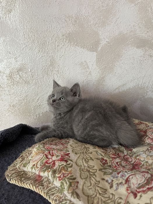 British shorthair
