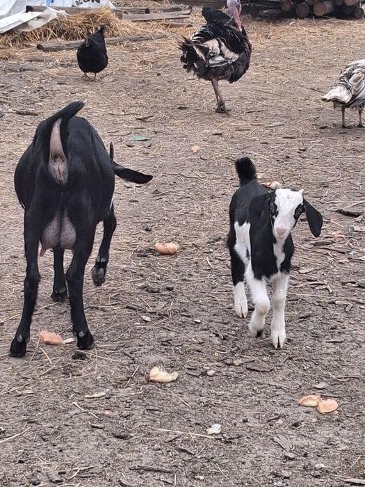 Vand capra cu tapisor