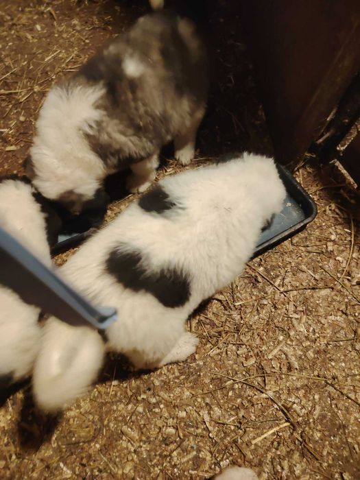 Каракачани на 2 месеца и 10 дни