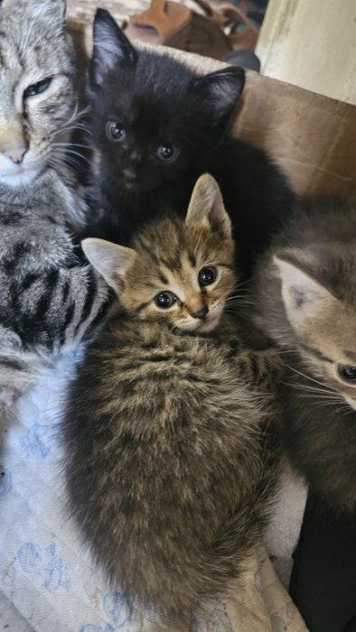 котята крысыловы