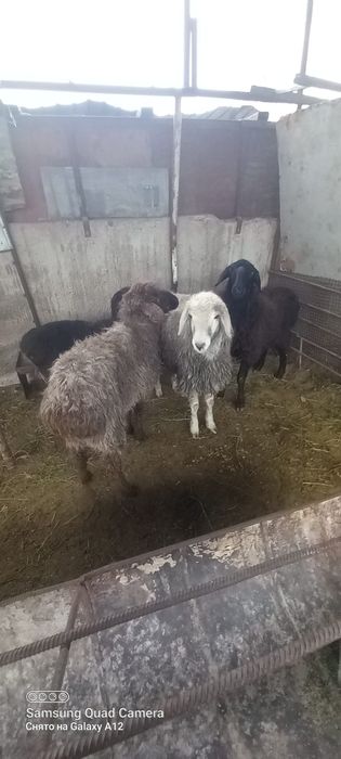 Қой сатылыды семіз