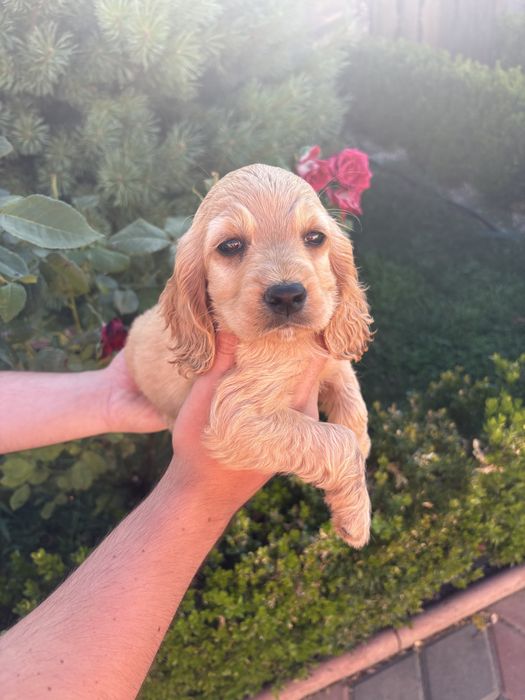 Cocker Spaniel Superb