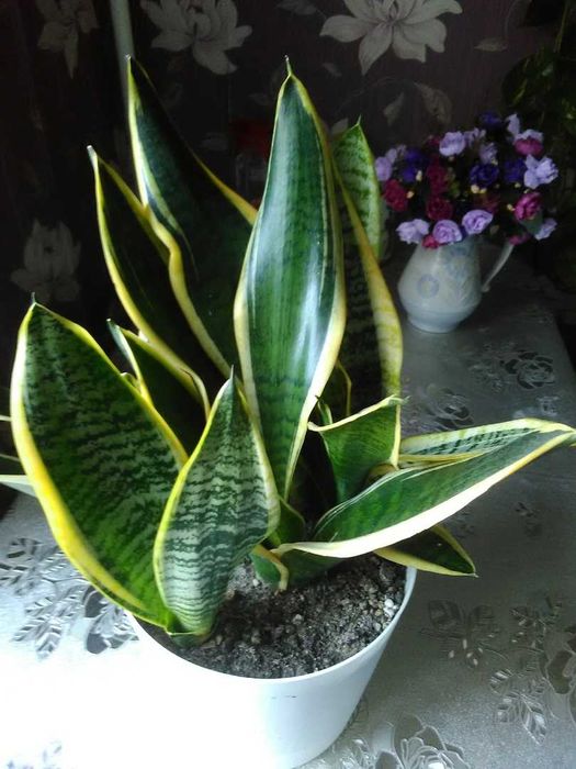 Продается Сансевьера. Продается Юкка