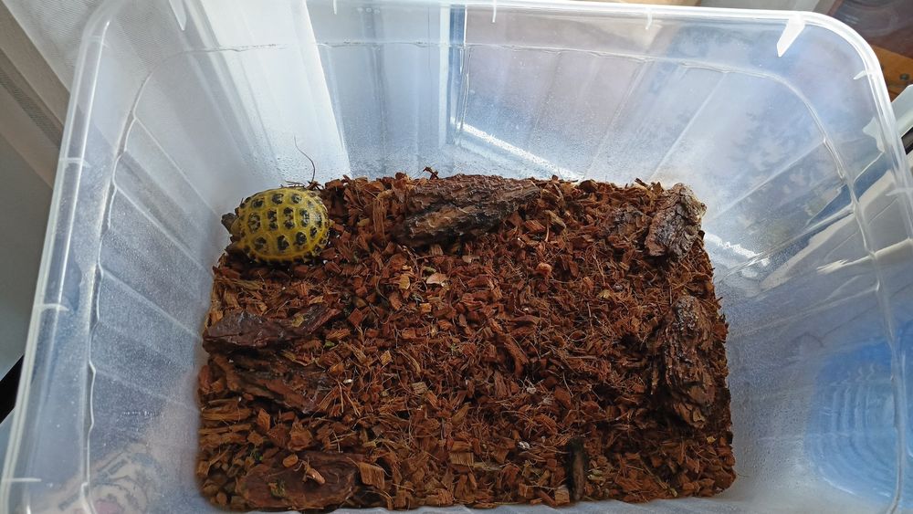 Продам черепаху сухопутную.