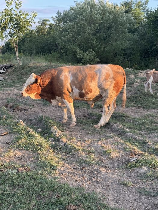 Vand taur baltata romaneasca