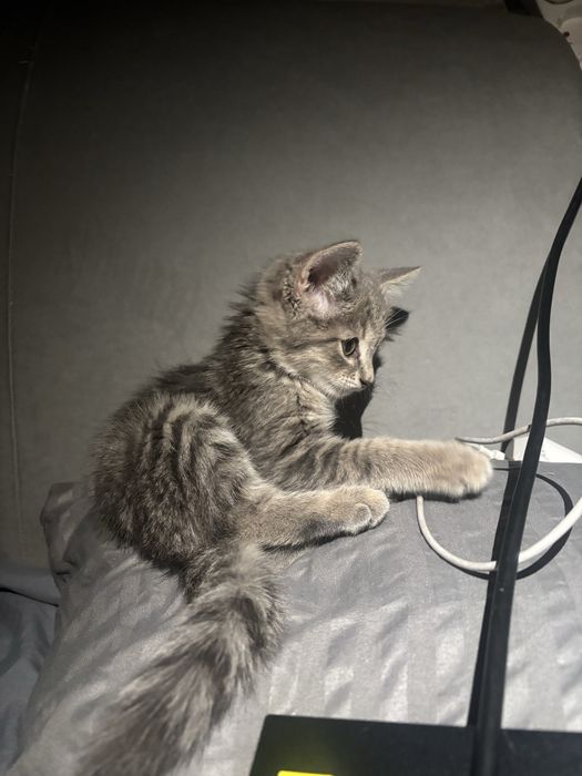 Котенок ищет дом