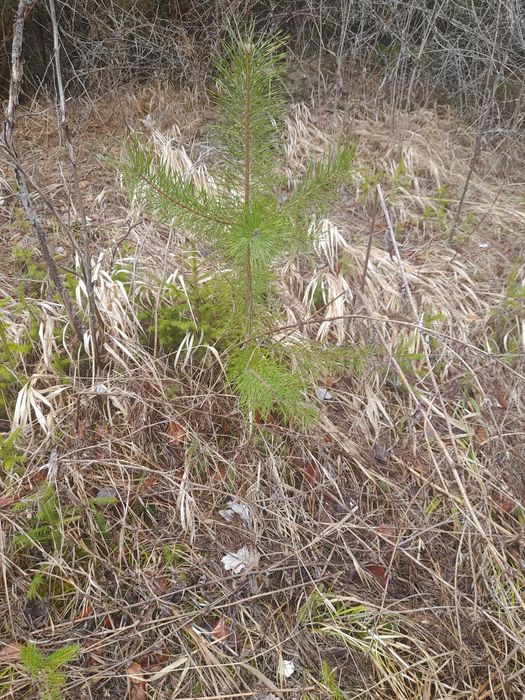 Puieti ,mesteacan,tei,