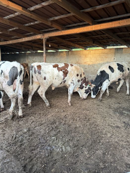 В Продаже бычки Откорм