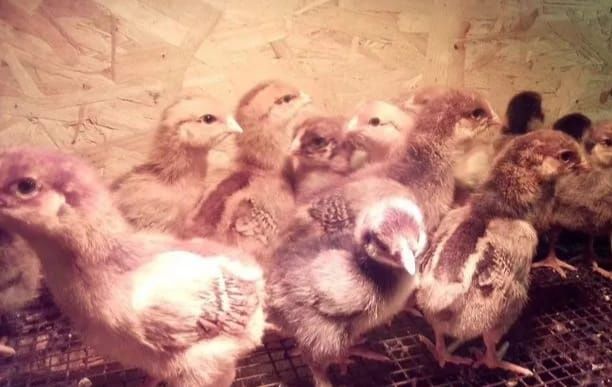 Яйца для инкубации от кур разных пород!!