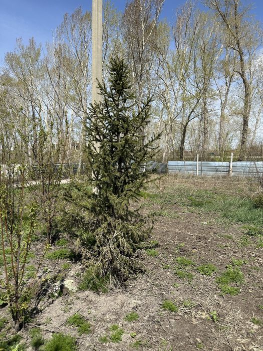 Ель, ели, ёлки ВКО