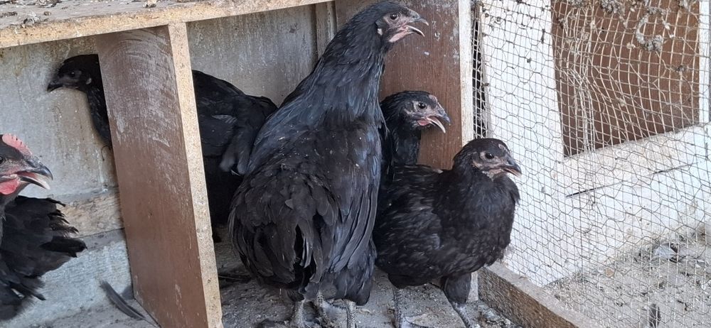 Vand puicuțe Australorp Negru