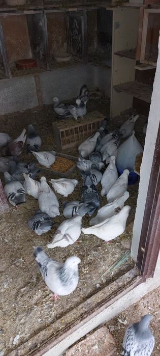 Porumbei voiajori standard de vanzare