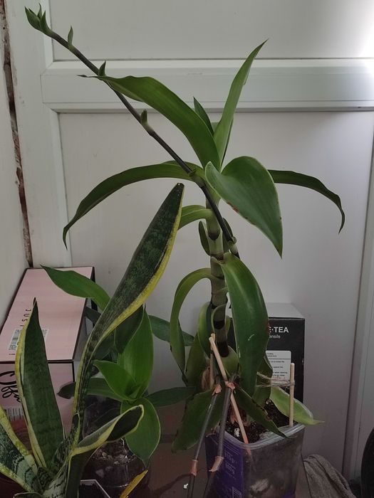 Золотой ус лечебный.