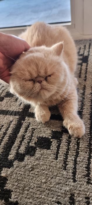 Juda ham zo‘r zotdor zoti persid. Korm yeydi latok biladi