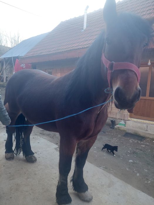 Manza semi grea de vânzare 4 ani  prețul e în euro negociabil