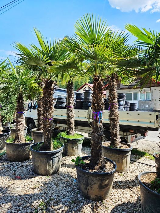 Vând palmieri trachycarpus fortunei rezistenți la îngheț