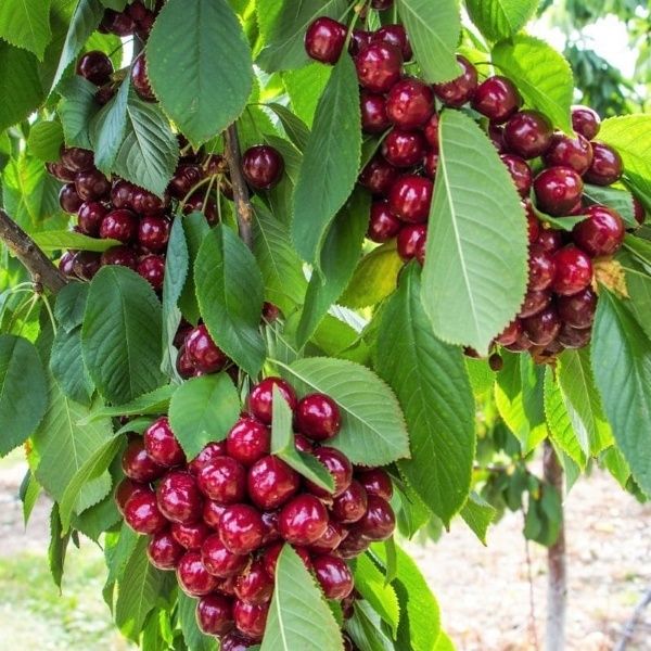 Karlek hamda polkarlik kuchatlarimiz bor