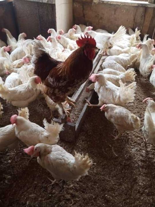 Куры несушка легорн