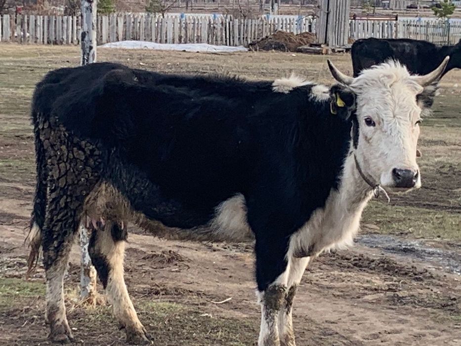 Корова с телочкой, 3 отёла