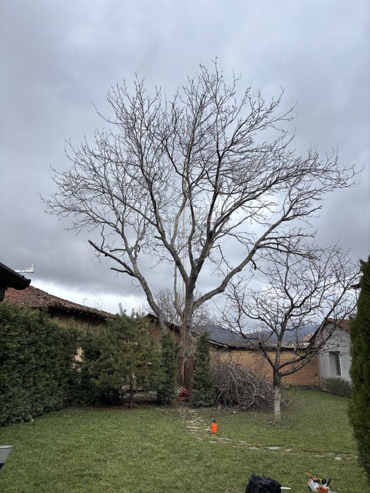 Премахване на опасни дървета • Кастрене • Подръжка • Извозване