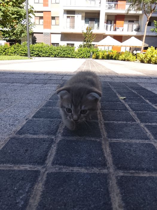 Скотиш фол. 1 месячные. В латок приучаны