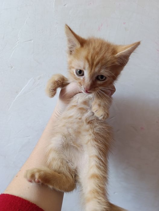 Отдам котят в добрые руки