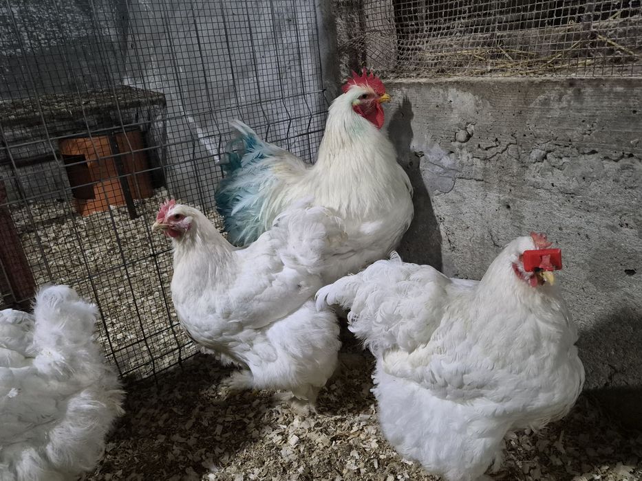 Oua pentru incubat Brahma Cochinchina Combatant indian