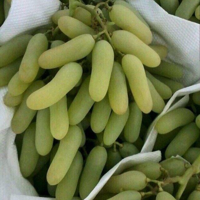 Барча турдаги  Мевали кучатлар арзон ва сифатли