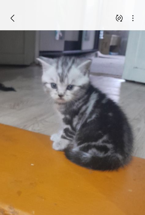 Продаются котята Британцы