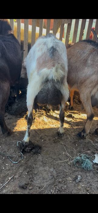 Capre de rasa grozave de lapte