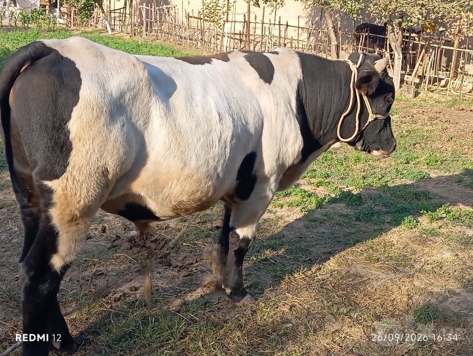 Buqalar sotiladi sifat narsalar