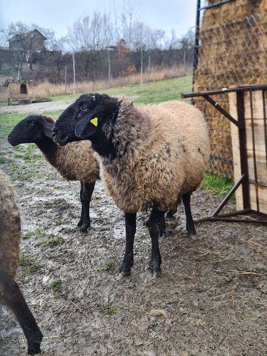 Vând berbec carabaș pentru rudă
