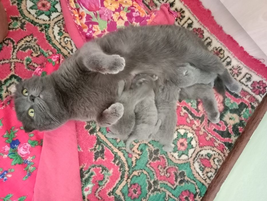 Шотландские котятки