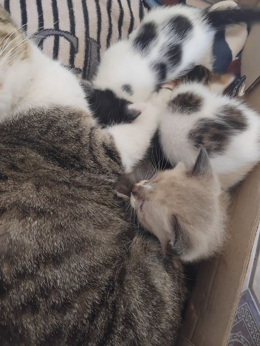 Котята в добрые руки