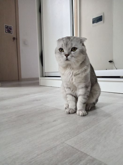 Чисто кровный фолд вязка