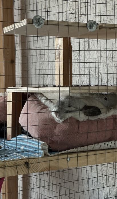 Продам шиншиллу белую