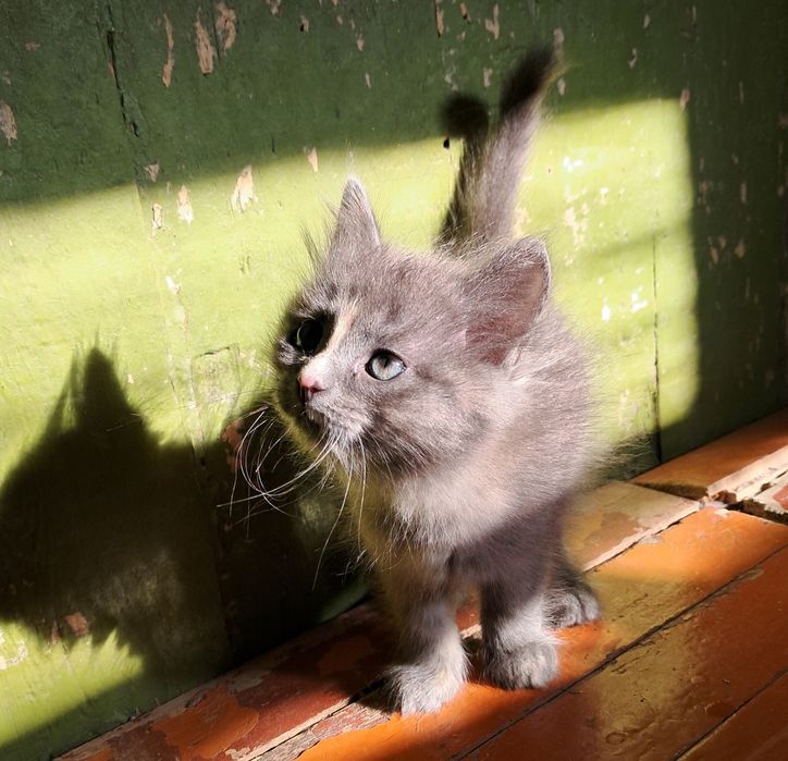 Кошечки в добрые руки