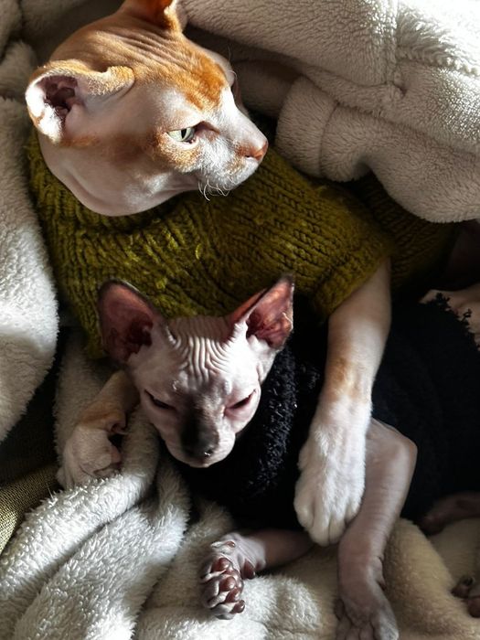 Котики сфинксы редкого окраса