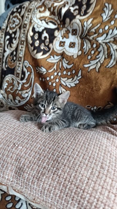 Отдам котят бесплатно