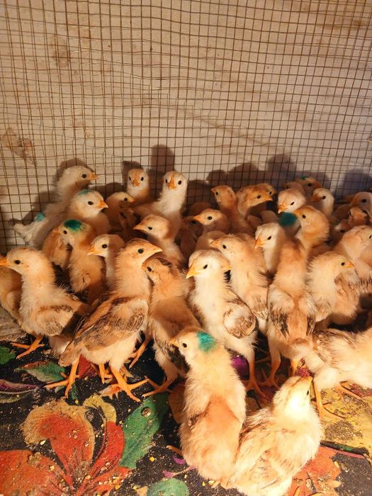 Жужалари сотилади Венгерские велекан тухум ва гушт юналишида