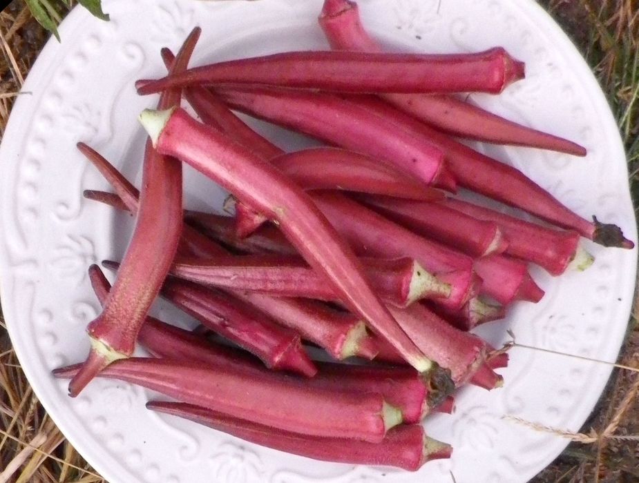Bame " Okra soi Italian " Sicilia ( 130 seminte
