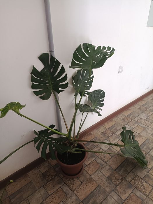 Домашний цветы продам