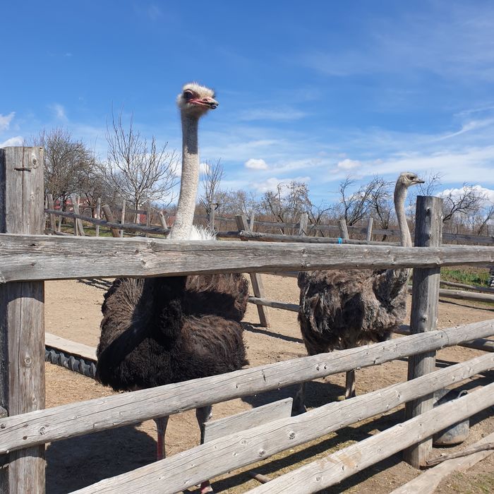 Oua strut pentru incubatie si consum!